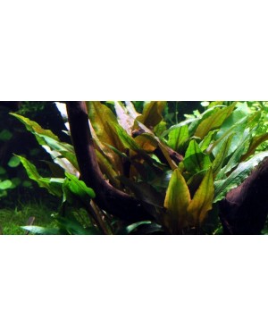 Cryptocoryne undulata 'Broad Leaves'